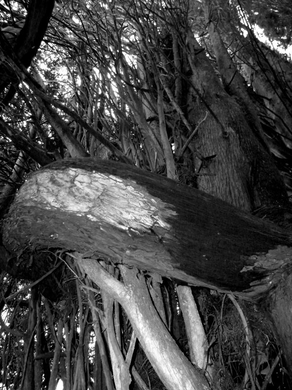 Distorted cypress trunk